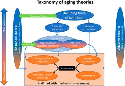 The Danaid Theory of Aging